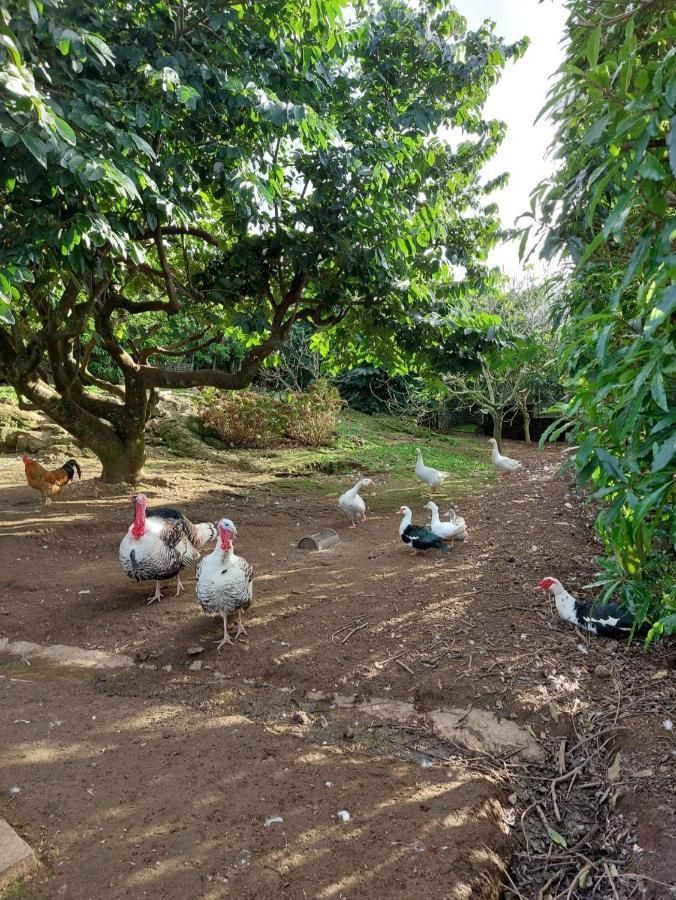 Quinta Do Sossego-giestas * Ribeira Grande